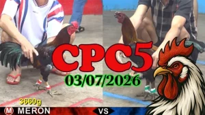 Video đá gà thomo CPC5 ngày 03072026